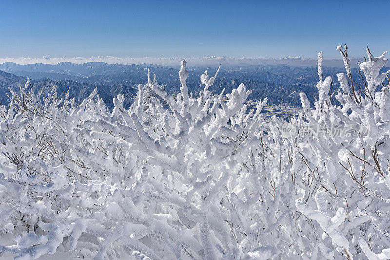 Rime Ice on Trees雾凇